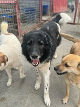HAGRID, Hund, Mischlingshund in Rumänien - Bild 8