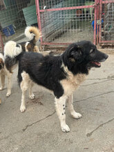 HAGRID, Hund, Mischlingshund in Rumänien - Bild 9