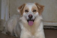 KIRO, Hund, Bretonischer Spaniel-Mix in Italien - Bild 1