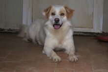 KIRO, Hund, Bretonischer Spaniel-Mix in Italien - Bild 2
