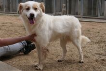 KIRO, Hund, Bretonischer Spaniel-Mix in Italien - Bild 3