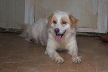 KIRO, Hund, Bretonischer Spaniel-Mix in Italien - Bild 4
