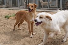 KIRO, Hund, Bretonischer Spaniel-Mix in Italien - Bild 5