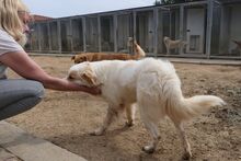 KIRO, Hund, Bretonischer Spaniel-Mix in Italien - Bild 7