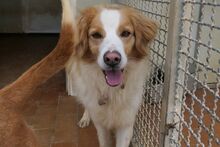 MIRO, Hund, Bretonischer Spaniel-Mix in Italien - Bild 1