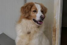 MIRO, Hund, Bretonischer Spaniel-Mix in Italien - Bild 10