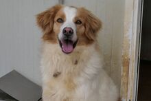 MIRO, Hund, Bretonischer Spaniel-Mix in Italien - Bild 2