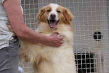 MIRO, Hund, Bretonischer Spaniel-Mix in Italien - Bild 3