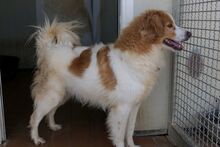 MIRO, Hund, Bretonischer Spaniel-Mix in Italien - Bild 4