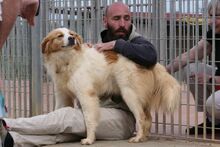 MIRO, Hund, Bretonischer Spaniel-Mix in Italien - Bild 5