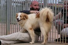 MIRO, Hund, Bretonischer Spaniel-Mix in Italien - Bild 6