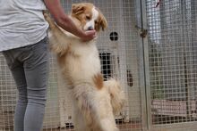 MIRO, Hund, Bretonischer Spaniel-Mix in Italien - Bild 7