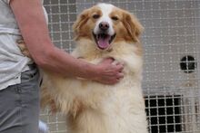 MIRO, Hund, Bretonischer Spaniel-Mix in Italien - Bild 8