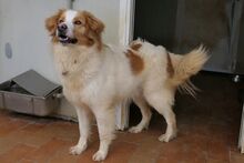 MIRO, Hund, Bretonischer Spaniel-Mix in Italien - Bild 9