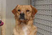 NIO, Hund, Bretonischer Spaniel-Mix in Italien - Bild 1