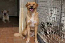 NIO, Hund, Bretonischer Spaniel-Mix in Italien - Bild 2