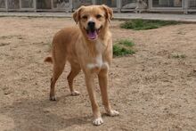 NIO, Hund, Bretonischer Spaniel-Mix in Italien - Bild 3