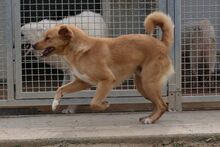NIO, Hund, Bretonischer Spaniel-Mix in Italien - Bild 4