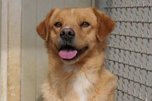 NIO, Hund, Bretonischer Spaniel-Mix in Italien - Bild 5