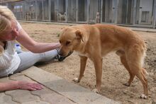 NIO, Hund, Bretonischer Spaniel-Mix in Italien - Bild 6