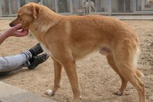 NIO, Hund, Bretonischer Spaniel-Mix in Italien - Bild 7