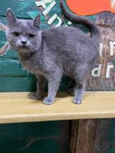 NARSY, Katze, Russisch Blau-Mix in Ukraine - Bild 1