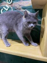 NARSY, Katze, Russisch Blau-Mix in Ukraine - Bild 2