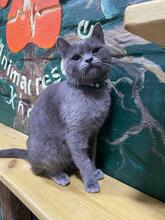 NARSY, Katze, Russisch Blau-Mix in Ukraine - Bild 3