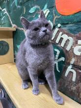 NARSY, Katze, Russisch Blau-Mix in Ukraine - Bild 4