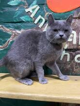 NARSY, Katze, Russisch Blau-Mix in Ukraine - Bild 5