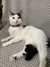 EZHEVICA, Katze, Europäisch Kurzhaar in Ukraine - Bild 1