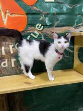 EZHEVICA, Katze, Europäisch Kurzhaar in Ukraine - Bild 3