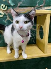 EZHEVICA, Katze, Europäisch Kurzhaar in Ukraine - Bild 4