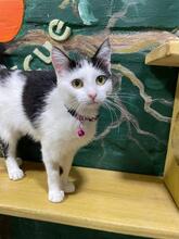 EZHEVICA, Katze, Europäisch Kurzhaar in Ukraine - Bild 5