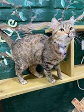 LAVANDA, Katze, Europäisch Kurzhaar in Ukraine - Bild 1
