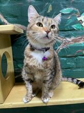 LAVANDA, Katze, Europäisch Kurzhaar in Ukraine - Bild 2
