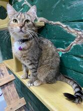 LAVANDA, Katze, Europäisch Kurzhaar in Ukraine - Bild 3