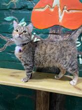 LAVANDA, Katze, Europäisch Kurzhaar in Ukraine - Bild 4