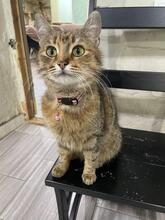 MISSY, Katze, Europäisch Kurzhaar in Ukraine - Bild 1