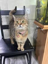 MISSY, Katze, Europäisch Kurzhaar in Ukraine - Bild 2