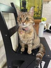 MISSY, Katze, Europäisch Kurzhaar in Ukraine - Bild 3