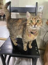 MISSY, Katze, Europäisch Kurzhaar in Ukraine - Bild 4