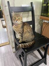 MISSY, Katze, Europäisch Kurzhaar in Ukraine - Bild 5