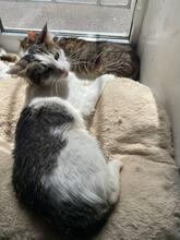 MISSI, Katze, Europäisch Kurzhaar in Ukraine - Bild 1