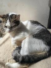 MISSI, Katze, Europäisch Kurzhaar in Ukraine - Bild 2