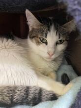MISSI, Katze, Europäisch Kurzhaar in Ukraine - Bild 3