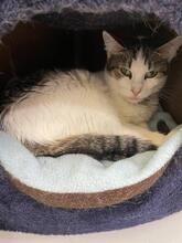 MISSI, Katze, Europäisch Kurzhaar in Ukraine - Bild 4