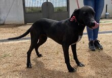 SEIAK, Hund, Labrador Retriever-Mix in Spanien - Bild 1
