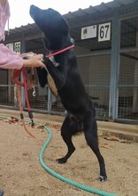 SEIAK, Hund, Labrador Retriever-Mix in Spanien - Bild 2