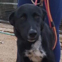 SEIAK, Hund, Labrador Retriever-Mix in Spanien - Bild 3